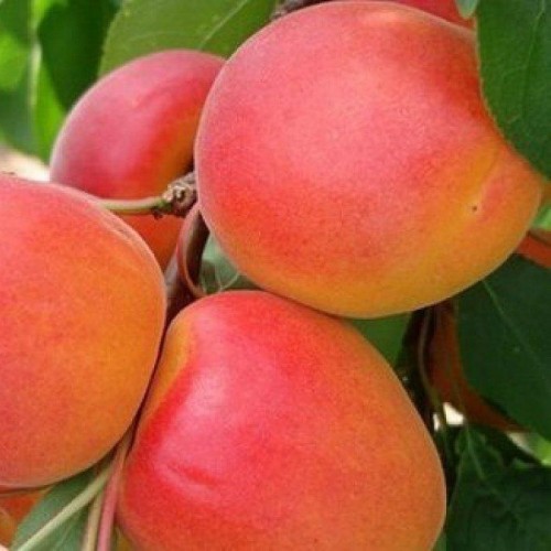 Абрикос Эрли Блаш