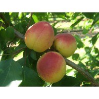 Абрикос Ванилла Кот