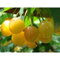 Черешня Дрогана жёлтая