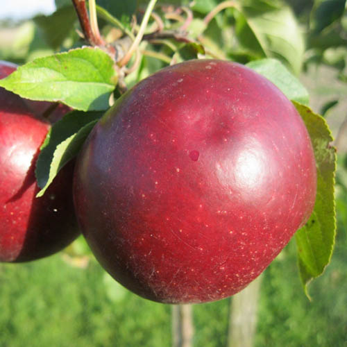 Яблоня Белорусская сладкая