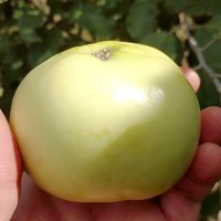 Яблоня Матрешка (партенокарпичная)