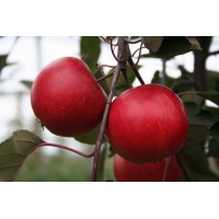 Яблоня Цирцея (красномясое)