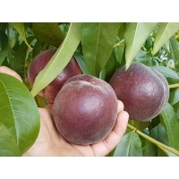 Персик Роял Маджестик
