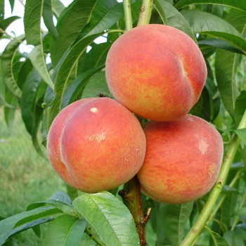 Купить саженцы персиков в Мозыре. Калинковичах недорого из питомника
