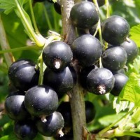 Смородина Селеченская 2