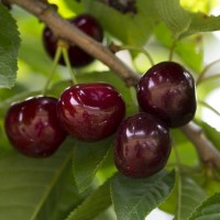 Вишня Дюк Жадана