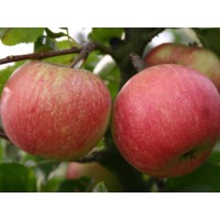 Яблоня Цвет Каролины