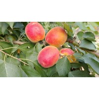 Абрикос Особенный Денисюка