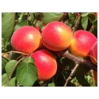 Абрикос Лидо