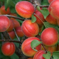 Абрикос Харогем