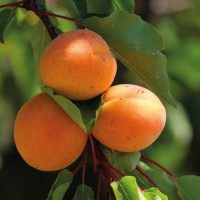 Абрикос Ровада