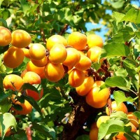 Абрикос Триумф северный