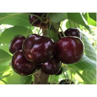 Черешня Скина