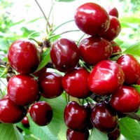 Черешня Валерий Чкалов