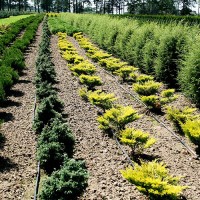 Декоративные растения