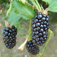 Ежевика Бжезина