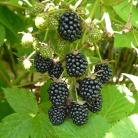 Ежевика Чачанска бестрна