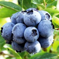 Голубика Дюк