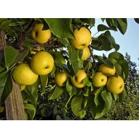 Груша Темболи