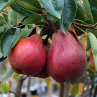 Груша Свит Сенсейшен (Sweet Sensation)