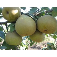 Груша Этюд киевский