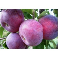 Яблоня Вильямс Прайд (Williams Pride)