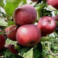 Яблоня Флорина