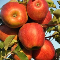 Яблоня Эрли Квин