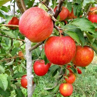 Яблоня Пинова