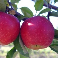 Яблоня Слава победителям