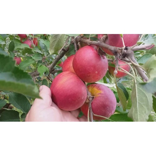 Яблоня Райка (чешская)