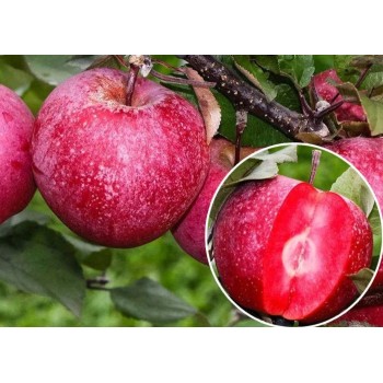 Яблоня Ред Кетти (красная мякоть)