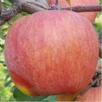 Яблоня Ятака