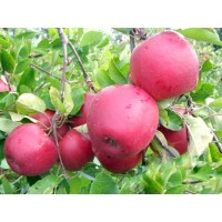 Яблоня Дарк Рубин (Dark Rubin)