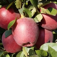 Яблоня Рихард