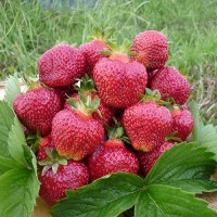 Клубника Хоней