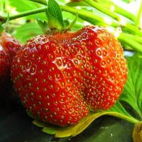 Клубника Элькат 