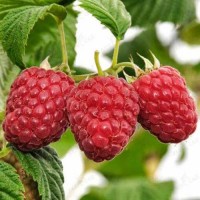 Малина Глен Файн