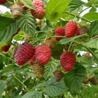 Малина Лячка