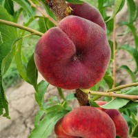 Персик Плейн Стар (инжирный)