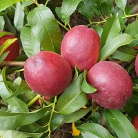 Нектарин Харблейз