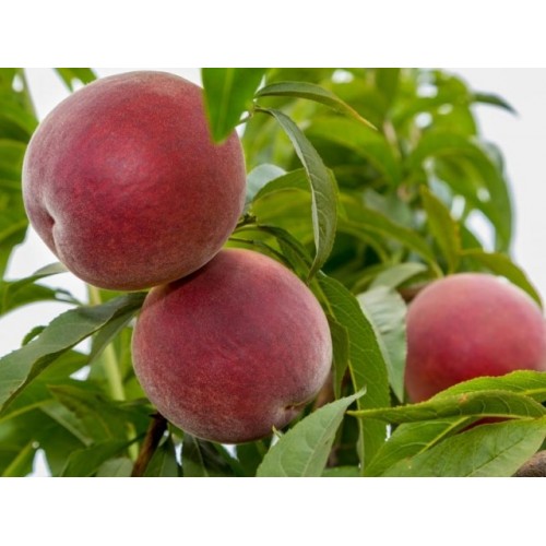 Персик Фреш Ред (Fresh Red)