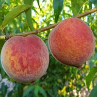 Персик Кондор