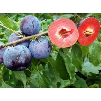 Слива Блэк Сплэндор