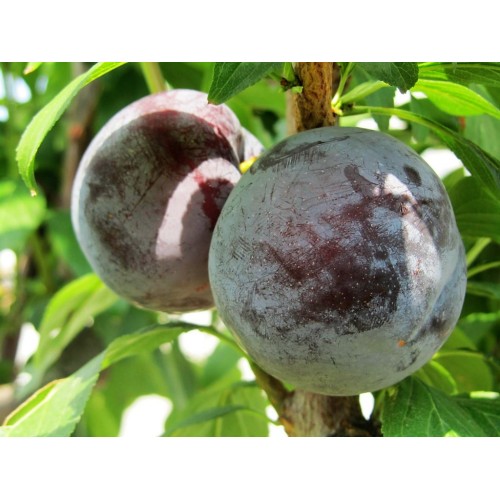 Слива Блэк Амбер