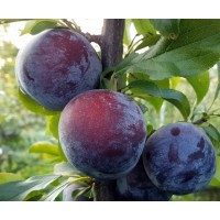 Слива Геркулес