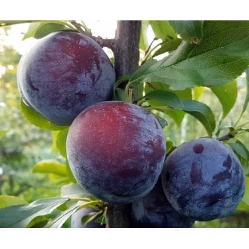 Слива Геркулес