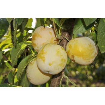 Слива Ренклод зелёный