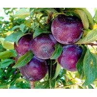 Слива Анжелино