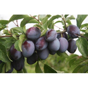 Слива Конквест